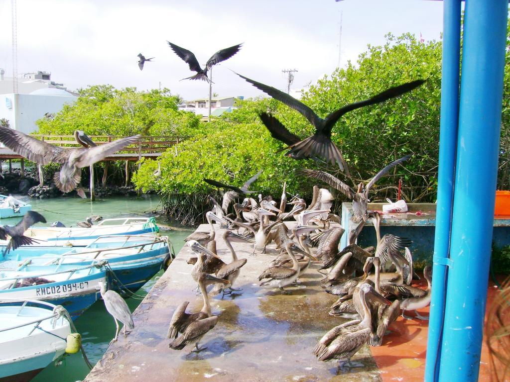 Hotel Pelican Bay Puerto Ayora  Εξωτερικό φωτογραφία
